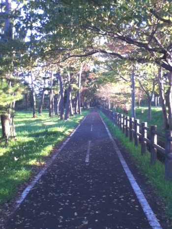 Matsushima Pines