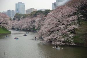 Imperial Palace Hanami