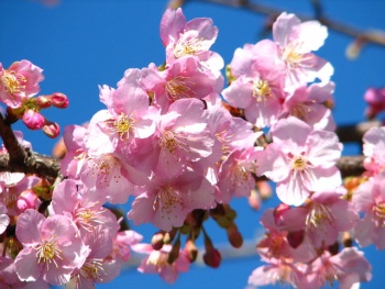 Japan Cherry Blossoms