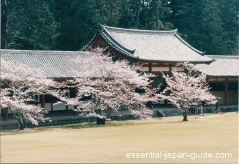 Japan Cherry Blossoms