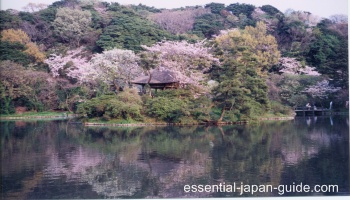 Japan Cherry Blossoms