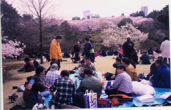 Japan Cherry Blossoms