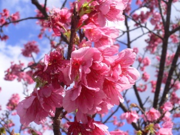 Japan Cherry Blossoms