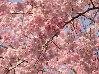 Japan Cherry Blossoms