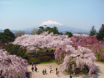 Japan Cherry Blossoms