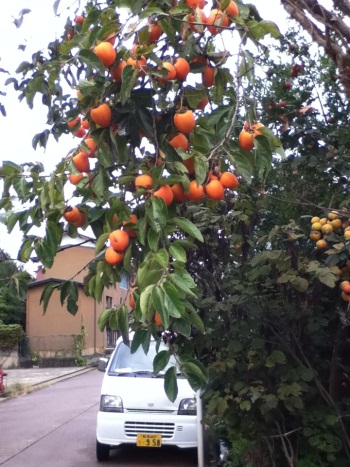 Persimmon Tree Persimmon Tree