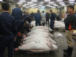 Tsukiji Maguro